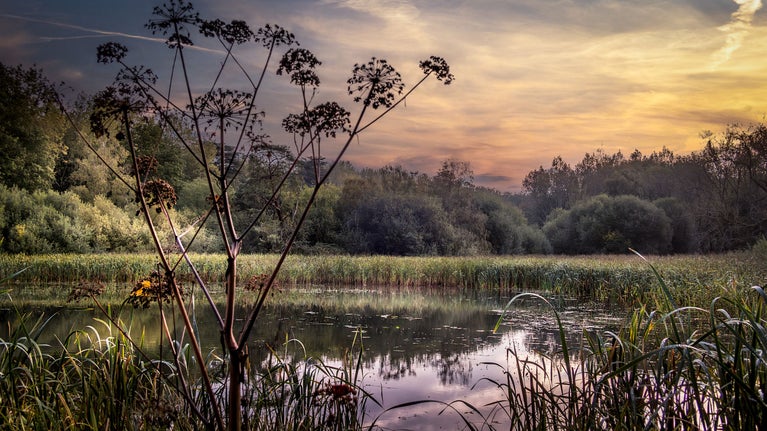 Fairy lake and the surrounding woodland on the Ickworth Estate, near The Round House, Suffolk